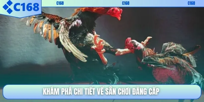 Khám phá chi tiết về sân chơi đẳng cấp
