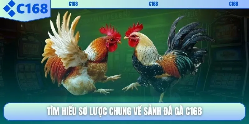 Tìm hiểu sơ lược chung về sảnh đá gà C168